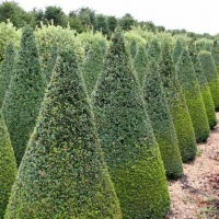 Buxus Cone